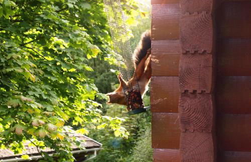 Ruskin Lodges Argyll, by Puck's Glen, Rashfield near Dunoon - Foto 21