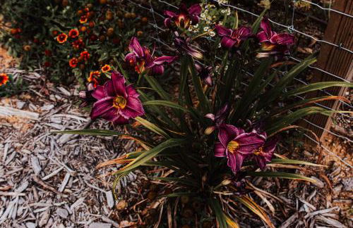 Healing Acres - Foto 34