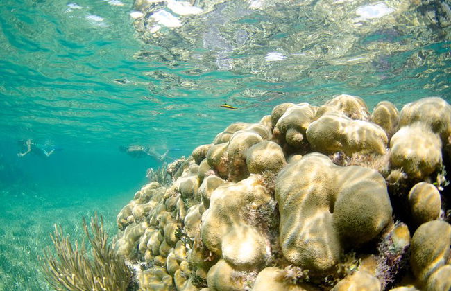 Das unerschrockenste Speedboat-Abenteuer in Cancun Schnorchel inklusive - Foto 17
