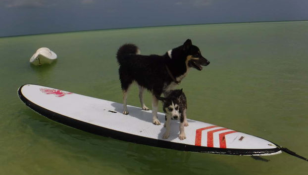 Cachorros na prancha de paddle surf