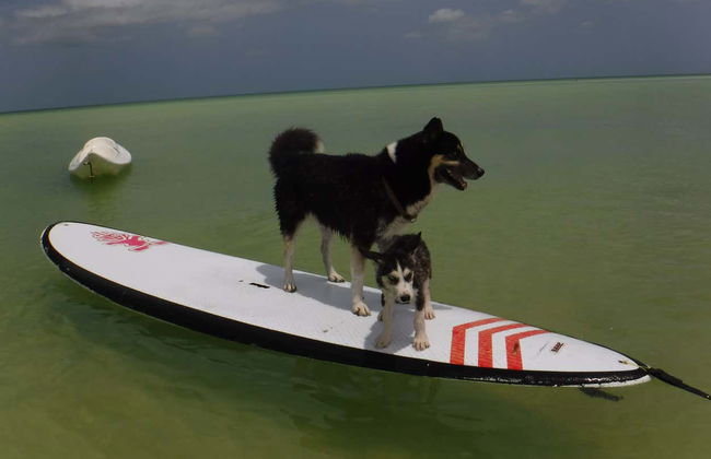 Paddleboard Tour in Holbox - Photo 2