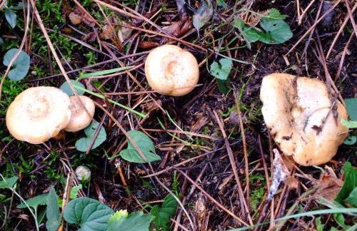 Casa de Verdes - In Cabana de Bergantinos - Foto 130