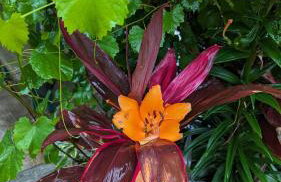 The Prancing Pony Guest House at Edendell - Foto 40