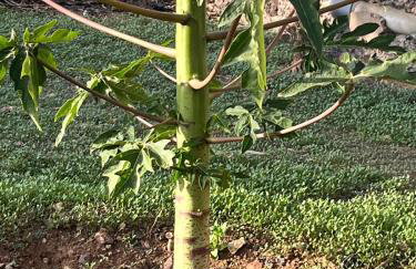 CASA GRANDE FINCA EL CALABRES - Foto 46