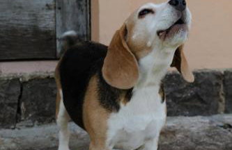 Cabanas Vinsanto - Foto 44