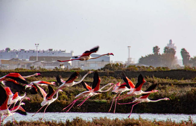 Paseo en barco por la ría de Isla Cristina - Foto 1