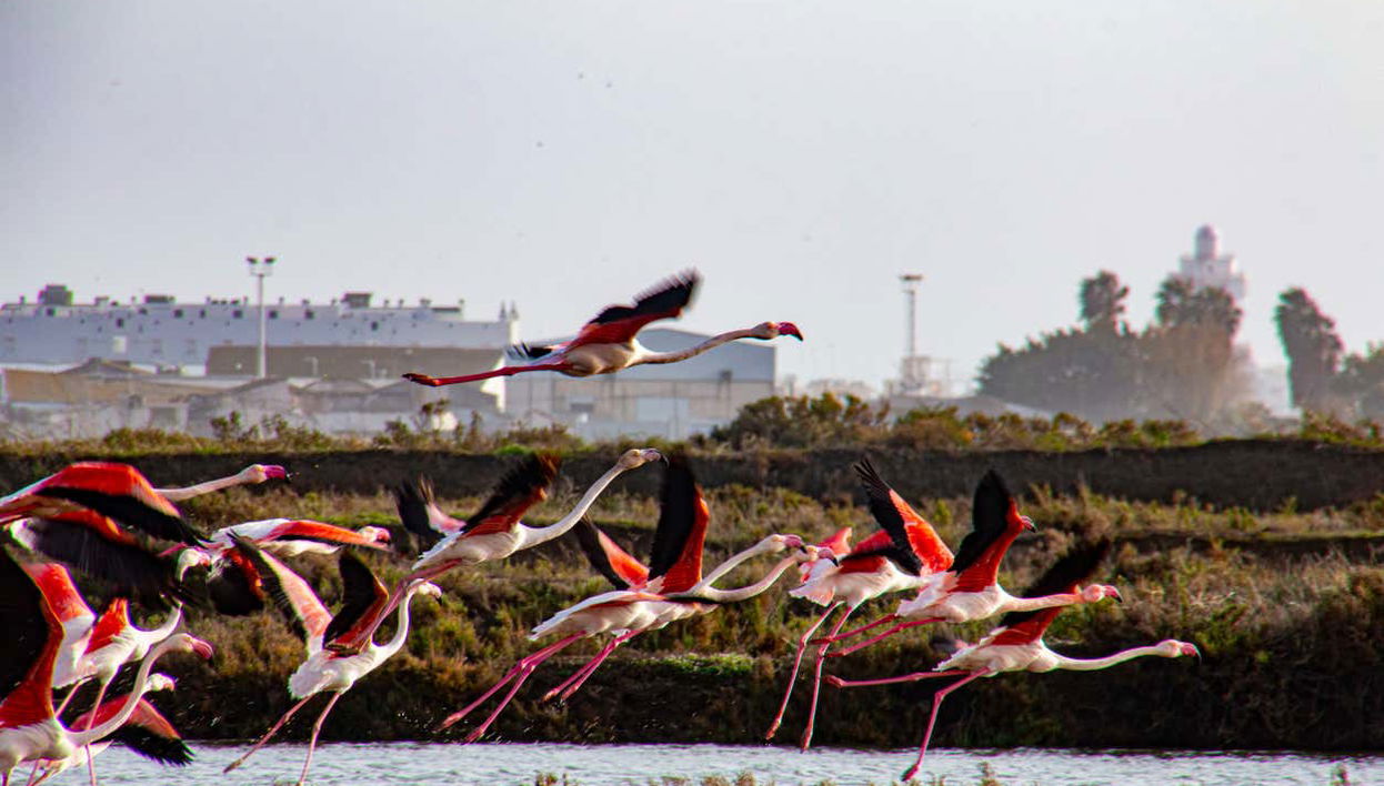 Tour in Isla Cristina - Foto 1