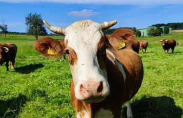 Haus am Brunnen Wohnung 2 - Foto 13