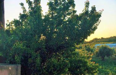 Evilion house inTholo. Sea, nature, relaxation! - Foto 43