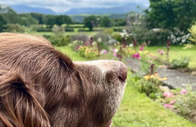 Shepherds Hut With Hot Tub, North Wales, Anglesey - Photo 8