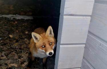 Domek pod Ostoją Góry Sowie - Foto 21