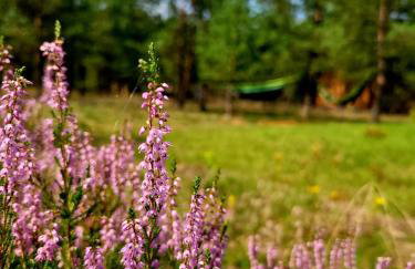 Borsk Sielanka - Foto 21