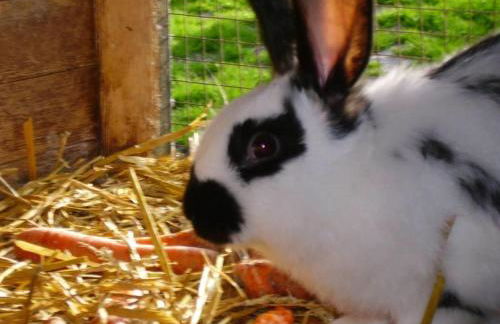 Landhaus op de Warft - Foto 62