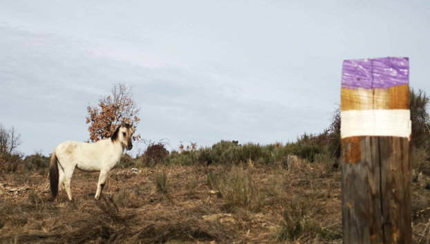 Senderismo por Vilar Maior - Foto 2, Un simpático caballo durante la ruta