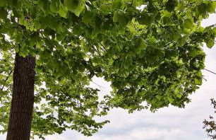 Colle del Vento - Foto 51