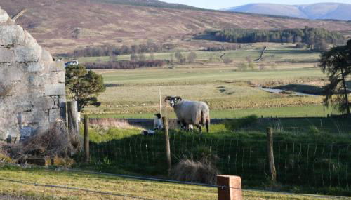 Birch Cottage - Foto 1