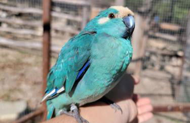 La roulotte rose rouge - Foto 9