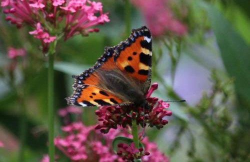 Apartment Landhaus Wildfeuer by Interhome - Foto 27