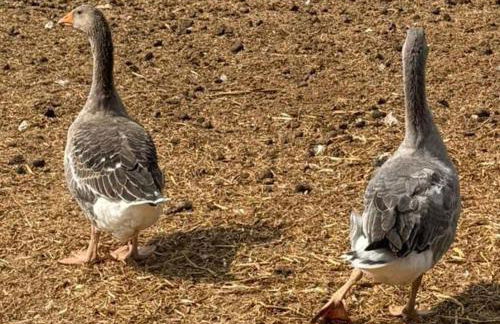 Retiro dos Cedros - Quarto Adega - Foto 44