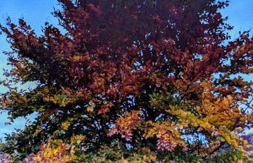 Landmanns Home - Foto 14