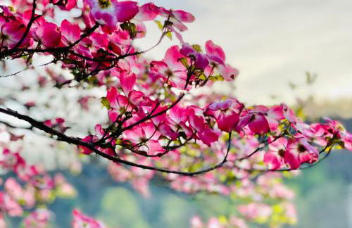 Misty Hollow Tiny Home Cottage - Foto 15