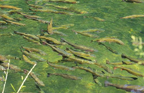 Apartment in Alsace With Nature Retreat - Foto 33