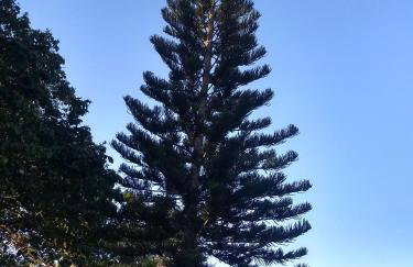 Sítio Via Láctea - Guaramiranga - Foto 66