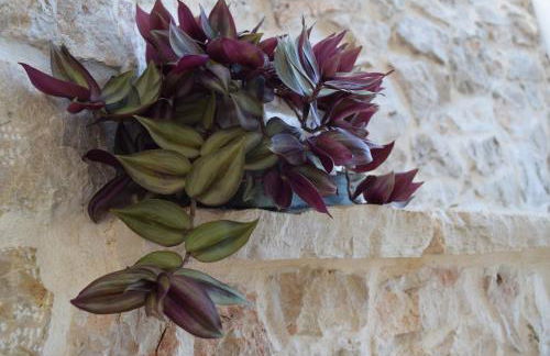 Dimore Storiche - Ulivo di Aldo - Foto 52