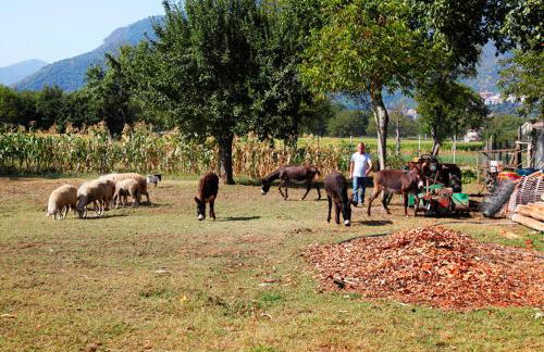Azienda Agrituristica Pericle - Foto 47