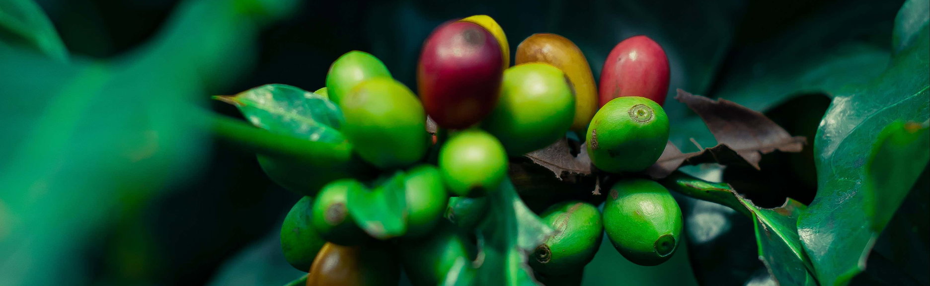 Tour del caffè a Coatepec - Foto 1, Tour del caffè a Coatepec