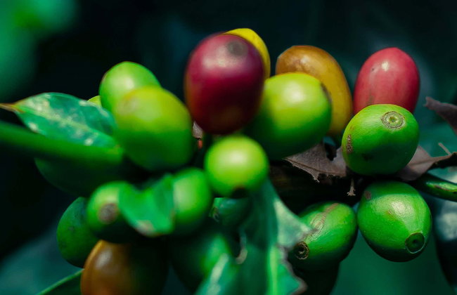Tour del caffè a Coatepec - Foto 1