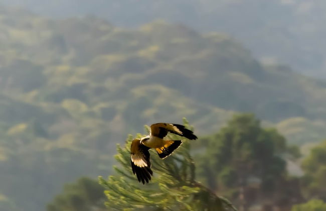 Vale Mandaçaia - Foto 31