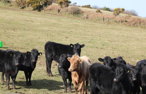 Kestrel Corner - Foto 15