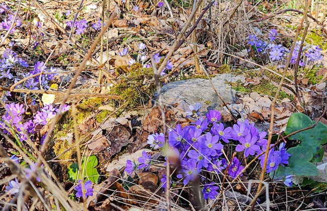 4 Person Holiday Home in Axvall-by Traum - Foto 24