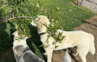 Agriturismo Anfora della Vita - Foto 7