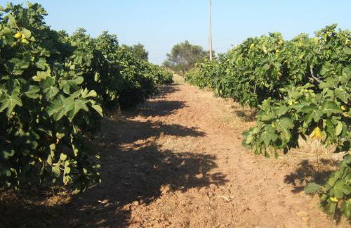 Quinta da Fornalha - Santuario Agroecologico - Foto 46