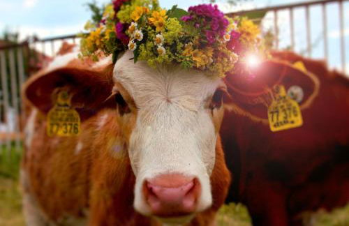 Mountain Harmony - Foto 16