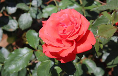 Apartments Seka - Foto 20