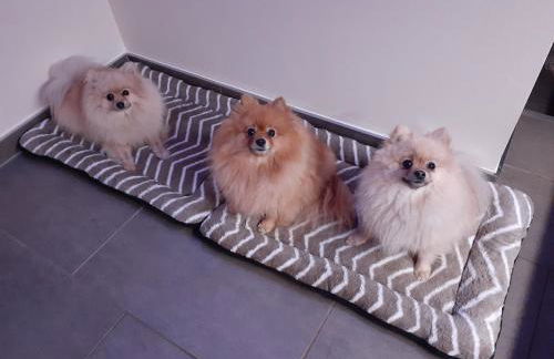 Pferdepension Jäger - Foto 17