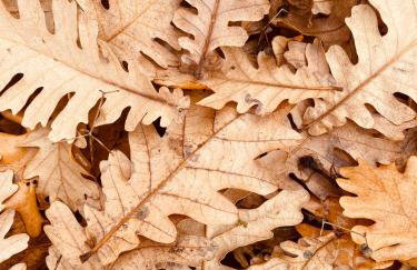 Arnaia Forest Villa - Photo 30