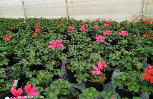 AGRITURISMO " LE SERRE" - Foto 37