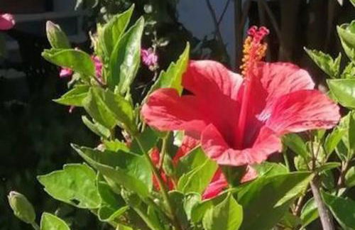 Sogno Mediterraneo Pula Sardegna villa a soli 300 mt dal mare - Foto 13