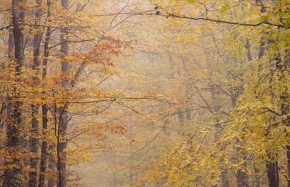 Dona Irene AL - Foto 22