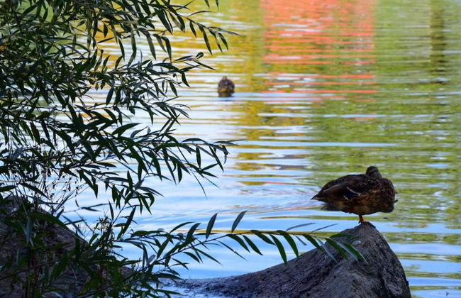 Chalet in Saldenburg Near Hiking Trails - Photo 37