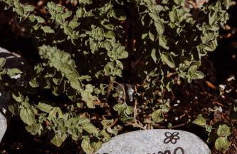 Elounda Τheros - Foto 71