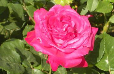 Agriturismo Le Rose - Foto 131