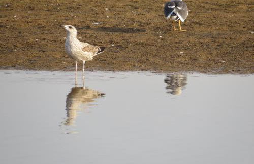 Praia Azul Hotel Apartamento - Foto 91