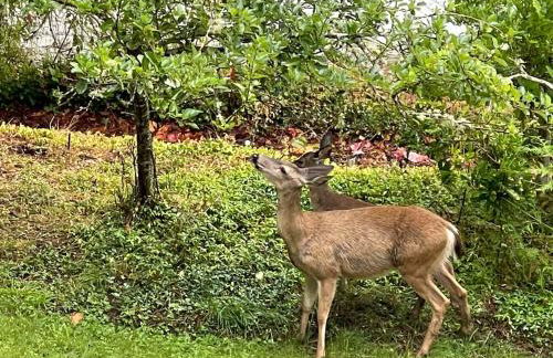 Waterfront Escape - Dock, Hot Tub, Theater - Foto 11