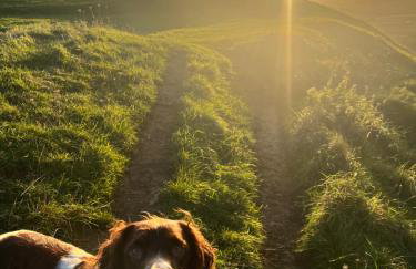 Spaniel Cottage with views of Ham hill, Stoke sub Hamdon - Photo 51