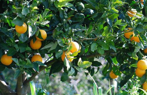 Agriturismo biologico 'A Lanterna - Foto 49